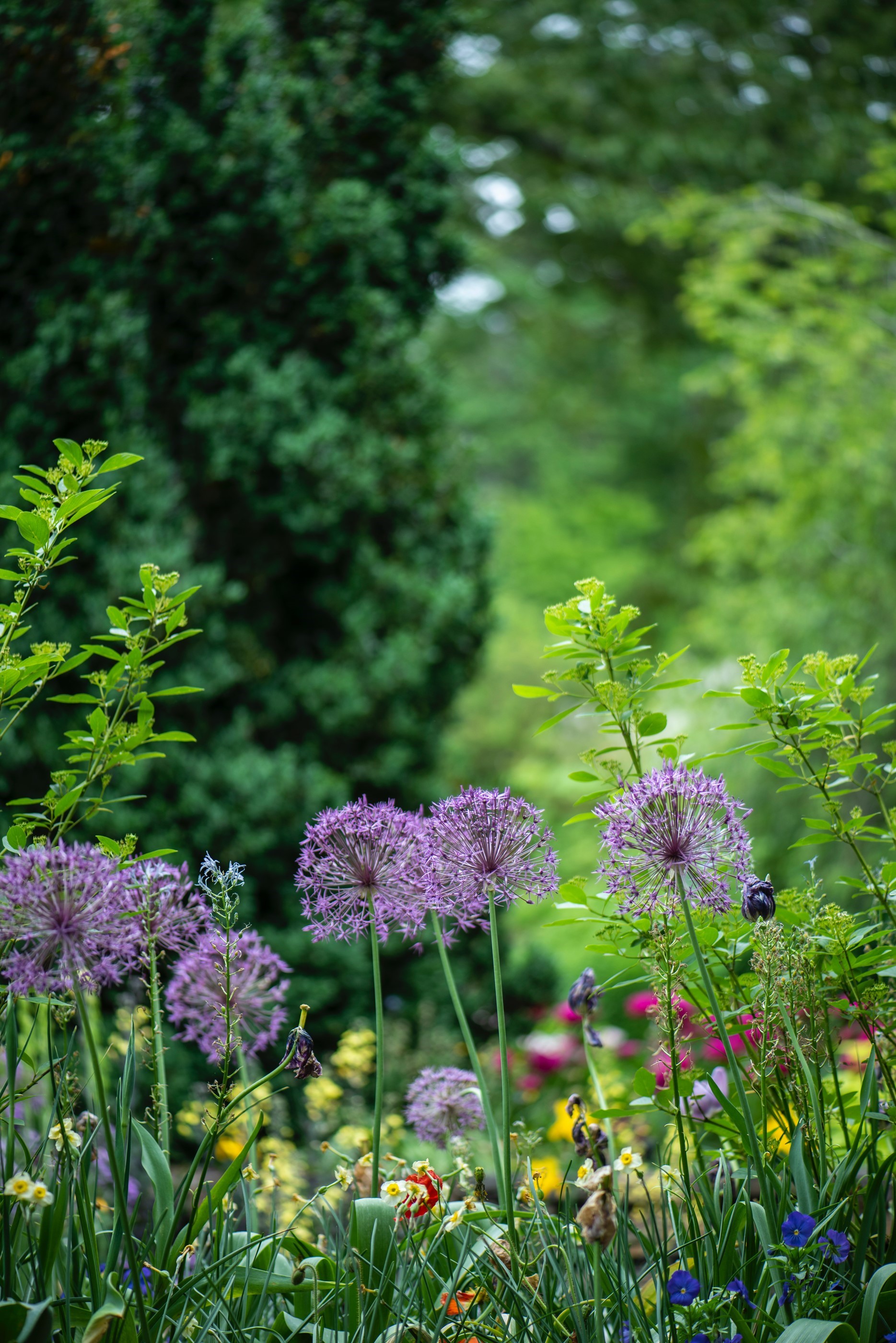 Blomster