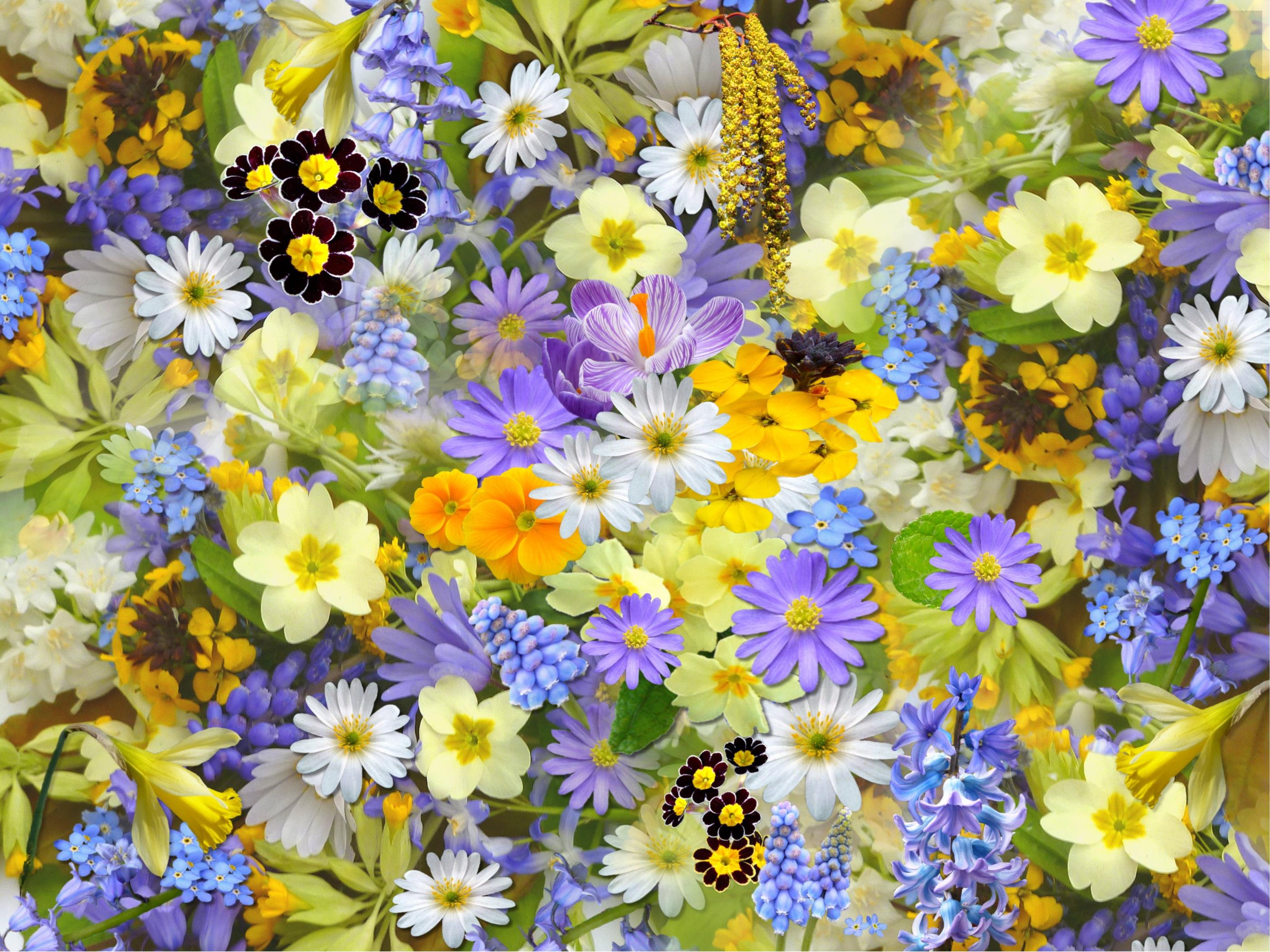 Sommerblomster i gule, lilla og gule farver.