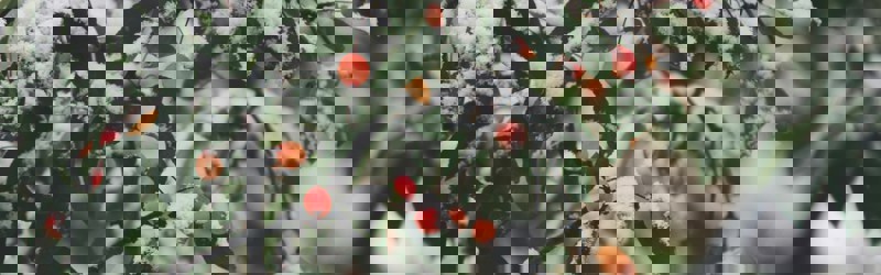 shallow focus photography of trees filled of snow