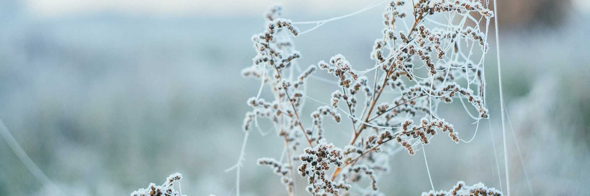 Frost på grene